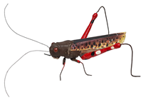 Fake Red-Brown Grasshopper 