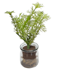 Dill in Jar, Removable 