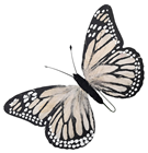 Blush White Feather Butterfly - 30cm 
