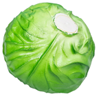 Fake Green Cabbage 