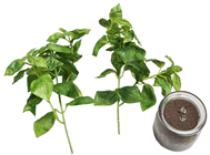 Basil in Jar, Removable 