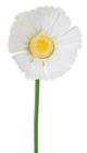 Giant White Daisy - 92 x 30cm 