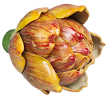 Green/Yellow Artichoke 