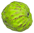 Fake Custard Apple Cherimoya 