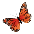 Orange Feather Butterfly - 30cm 