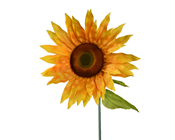 Giant Sunflower - 110 x 45cm 