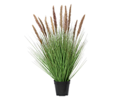 Pampus Grass in Pot - 80cm 