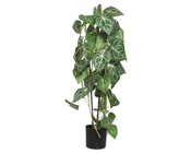 Anthurium Plant in Pot - 78cm 