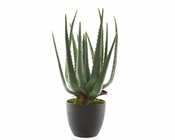 Aloe Vera Succulent Plant in Pot 