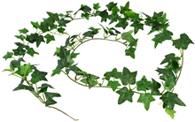 English Ivy Garland 