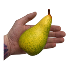 Green Pears - Pk.3 