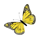 Yellow Feather Butterfly - 16cm 