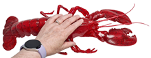 Plastic Lobster - 50cm 