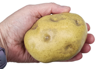 Medium Fake Potato 