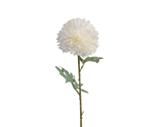 Cream Chrysanthemum Flower 